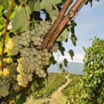 Vigneto-da-cui-si-ricava-il-Fiano-di-Avellino-DOCG-1